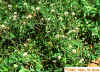 In Alfalfa