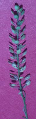 gr-pepperweed-093.jpg (11558 bytes)