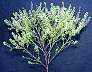 tn_gr-pepperweed-091_jpg.jpg (2854 bytes)
