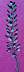 tn_gr-pepperweed-093_jpg.jpg (1099 bytes)