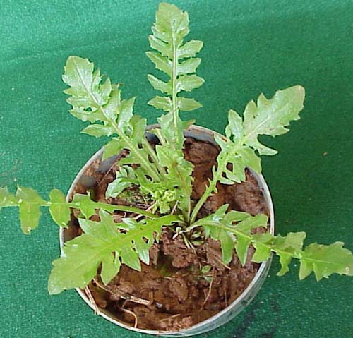 Shepherdspurse (Capsella bursa-pastoris)
