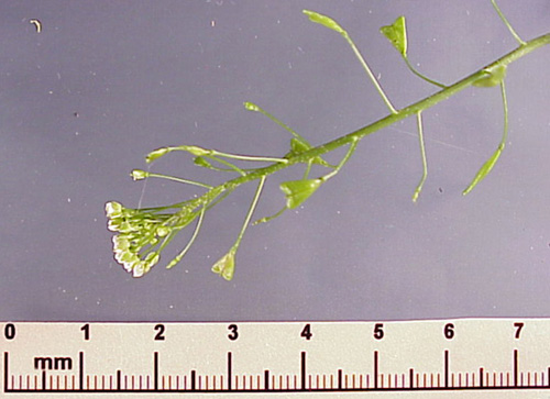 Shepherdspurse (Capsella bursa-pastoris)