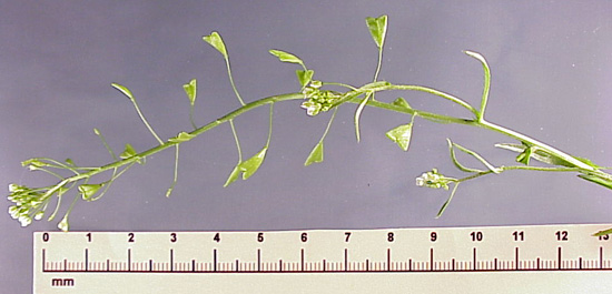 Shepherdspurse (Capsella bursa-pastoris)