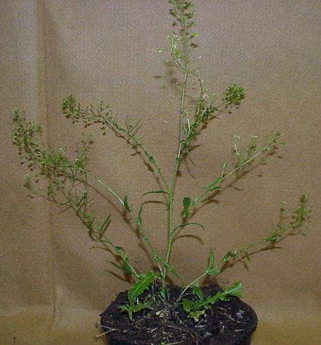 Shepherdspurse (Capsella bursa-pastoris)