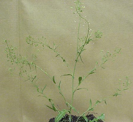 Shepherdspurse (Capsella bursa-pastoris)