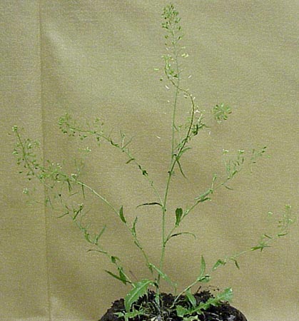 Shepherdspurse (Capsella bursa-pastoris)