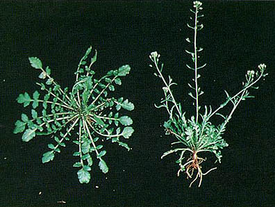 Shepherdspurse (Capsella bursa-pastoris)