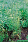 tansymustard-01.jpg (75126 bytes)