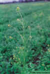 tansymustard-02.jpg (42056 bytes)