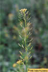 tansymustard-03.jpg (33329 bytes)