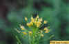 tansymustard-04.jpg (27636 bytes)