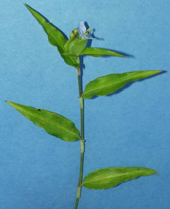 dayflower-079.jpg (18178 bytes)