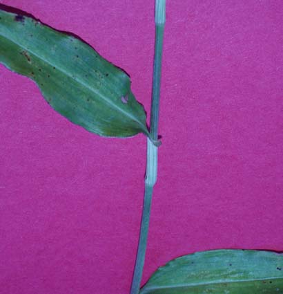 dayflower-081.jpg (21799 bytes)