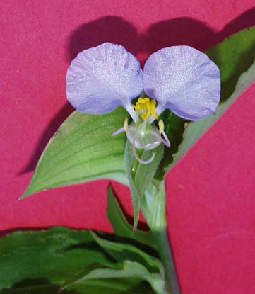 dayflower-084.jpg (23603 bytes)