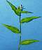 tn_dayflower-079_jpg.jpg (1433 bytes)