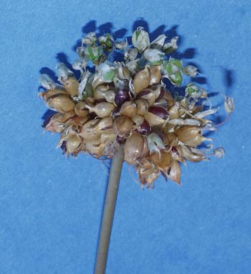 wild-garlic-098.jpg (26145 bytes)
