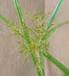 Yellow Nutsedge