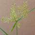 tn_y-nutsedge-15_jpg.jpg (1353 bytes)
