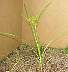 tn_y-nutsedge-90_jpg.jpg (1719 bytes)