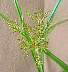tn_y-nutsedge-92_jpg.jpg (1847 bytes)