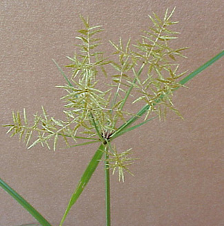 Yellow nutsedge (Cyperus esculentus)