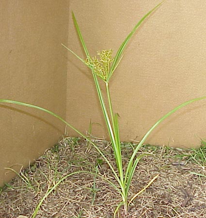 Yellow Nutsedge (Cyperus esculentus)