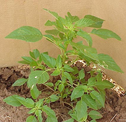 Palmer Amaranth (Amaranthus palmeri)