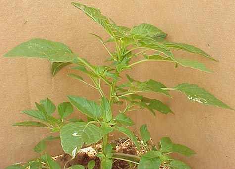 Palmer Amaranth (Amaranthus palmeri)