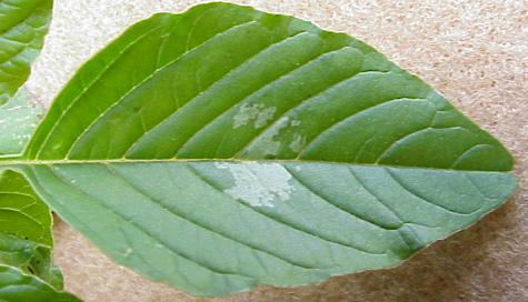 Palmer Amaranth (Amaranthus palmeri)