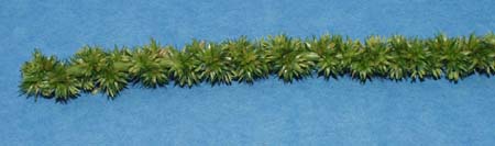 palmer-amaranth-023.jpg (12816 bytes)