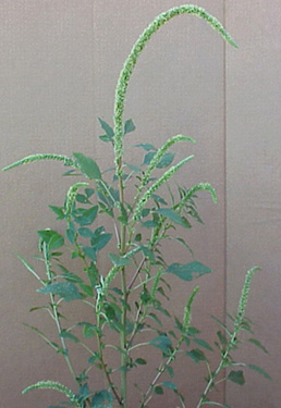 Palmer Amaranth (Amaranthus palmeri)
