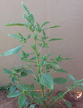 Redroot Pigweed (Amaranthus retroflexus)
