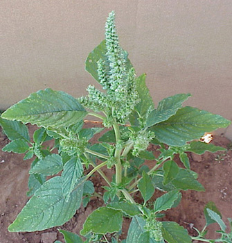 Redroot Pigweed (Amaranthus retroflexus)