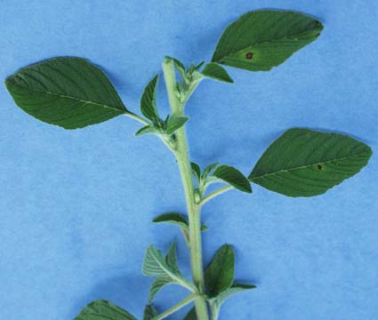 redroot-pigweed-010.jpg (21425 bytes)