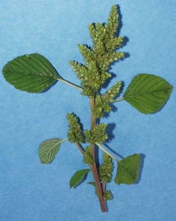redroot-pigweed-016.jpg (26637 bytes)