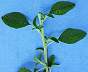 tn_redroot-pigweed-010_jpg.jpg (1962 bytes)