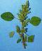 tn_redroot-pigweed-016_jpg.jpg (1706 bytes)
