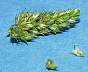 tn_redroot-pigweed-017_jpg.jpg (2125 bytes)