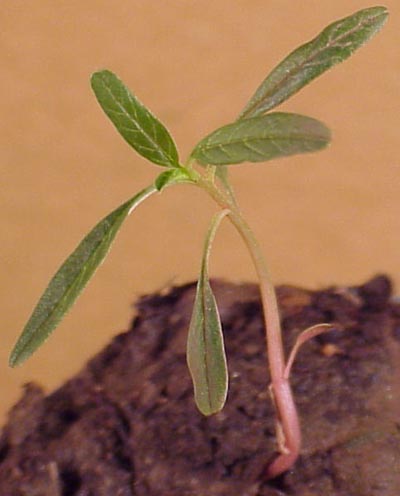 Tall Waterhemp