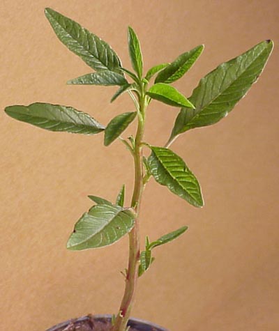 Tall Waterhemp