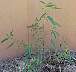 tn_twaterhemp-20_jpg.jpg (1768 bytes)
