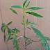 tn_twaterhemp-22_jpg.jpg (1651 bytes)