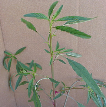 Tall Waterhemp (Amaranthus tuberculatus)
