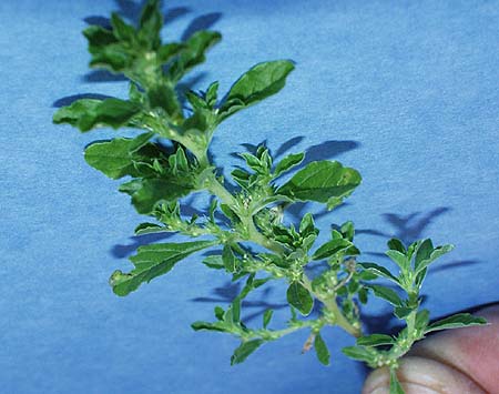 tmbl-pigweed-021.jpg (35361 bytes)