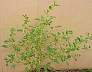 tn_tn_pigweed-97_jpg_jpg.jpg (2256 bytes)