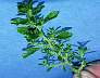 tn_tmbl-pigweed-021_jpg.jpg (2421 bytes)