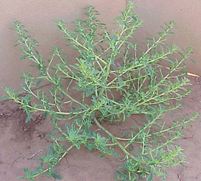 Tumble Pigweed (Amaranthus albus)