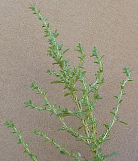 Tumble Pigweed (Amaranthus albus)