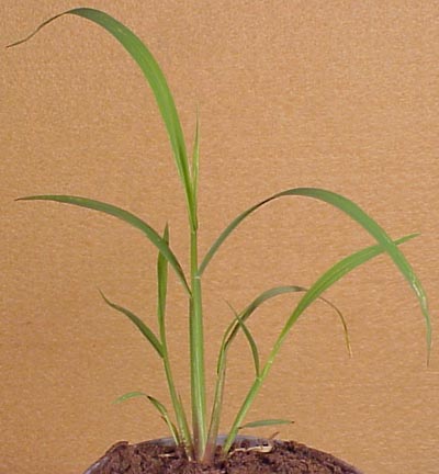 Barnyardgrass