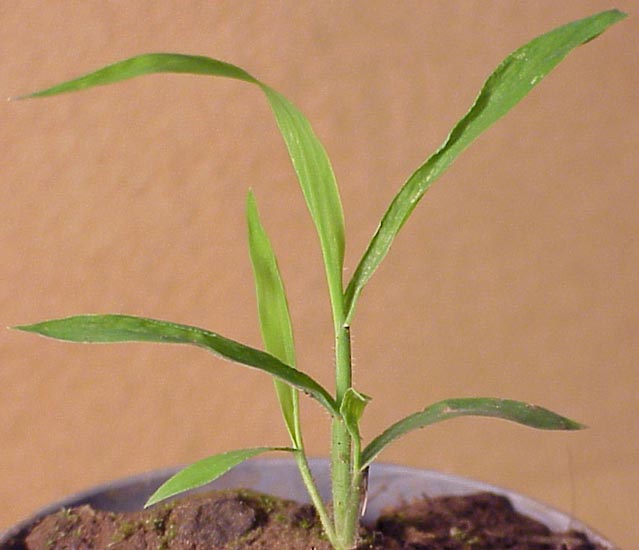 Crabgrass